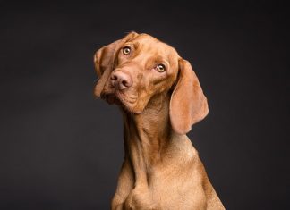 CBD oil in animal diseases treatment