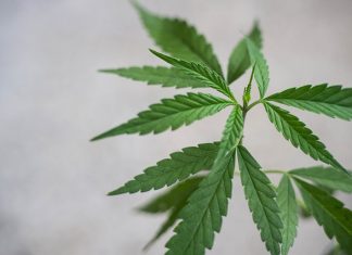 Sephora Helps CBD Cosmetics Go Mainstream