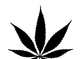 What You Need To Know About Growing Black Haze Seeds