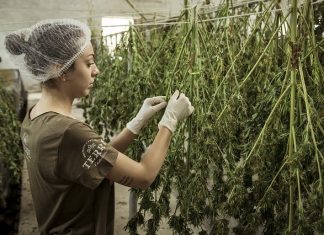 The Ultimate Guide to Cannabis Genetics