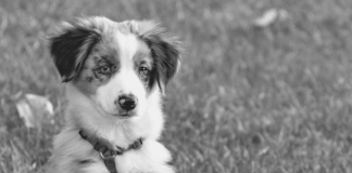 A brown and white dog sitting in the grass Description automatically generated