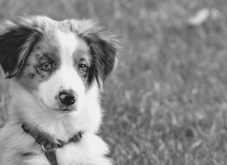 A brown and white dog sitting in the grass Description automatically generated