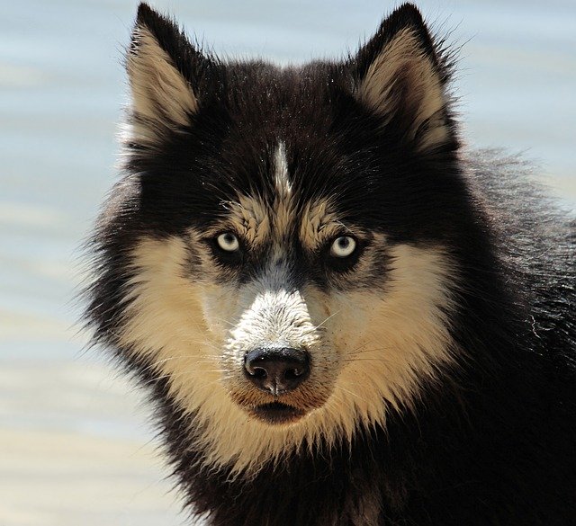 husky, dog, dog breed husky, dog, dog breed