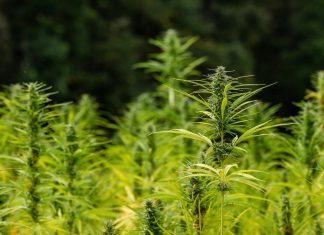 CBD: Potential Treatment for Anxiety Disorders?