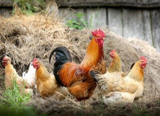Benefits of Raising Backyard Chicken