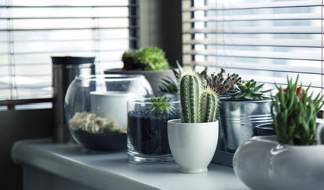 pots, plants, cactus pots, plants, cactus