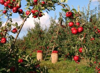 Alexander Testa on Gardening and Why it Soothes One’s Mind
