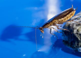 What’s the Best Way to Get Rid of Cockroaches in Your Kitchen?