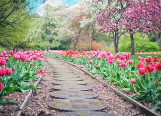 Simple Tips to Transform Your Garden Ready for Summer