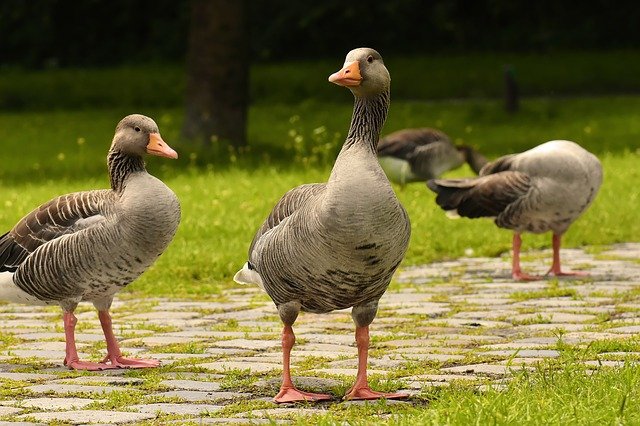 geese, wild geese, waterfowl