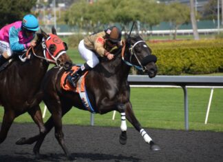 A group of people riding horses Description automatically generated with medium confidence