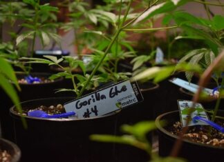 What Is Medical Marijuana Certification?