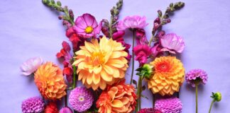 A group of colorful flowers Description automatically generated with medium confidence