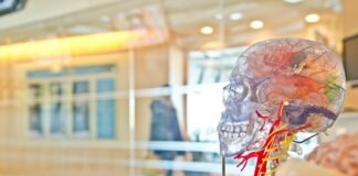 selective focus phot of artificial human skull