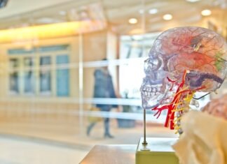 What is the Average Payout for a Head Injury in NY? selective focus phot of artificial human skull