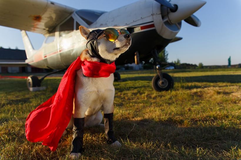 How Can I Take My Service Dog on an Airplane?
