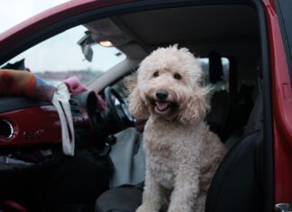 Renting With Pets In Australia: Everything You Need To Know white poodle puppy on car seat