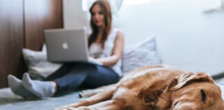 Golden Retriever lying on bed