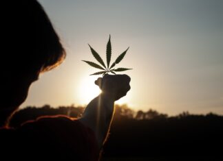 Overusing cannabis? This is what you can do  person holding white flower during sunset