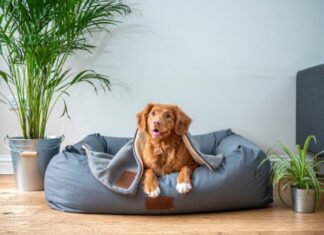 Is Puppy Insurance Worth the Cost? brown short coated dog on gray couch