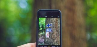 person taking photo of tree using space gray iPhone 6