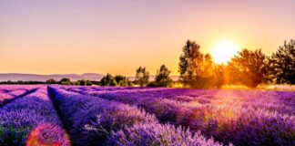 lavender field
