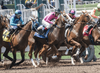 Top 5 Runners to Consider on the 2023 Pegasus World Cup