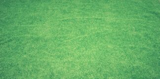 lawn, grass, artificial grass