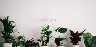green plant on white ceramic pot