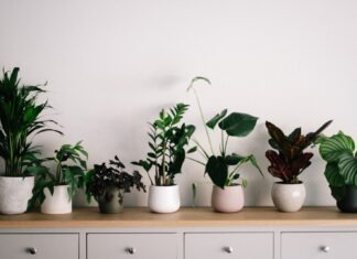 Ten Ways to Spruce up Every Corner of Your House with Indoor Plants green plant on white ceramic pot