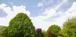 a grassy field with trees in the background