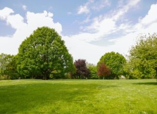 The Importance of Lawn Aeration for Your Lawn’s Health and Appearance a grassy field with trees in the background