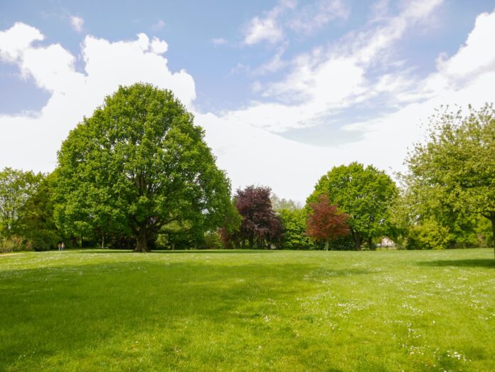 Photo by Daniela Paola Alchapar a grassy field with trees in the background