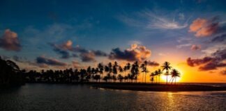silhouette of trees near body of water during sunset
