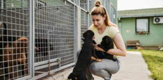 A person petting a dog Description automatically generated with medium confidence