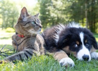 a dog and a cat laying in the grass