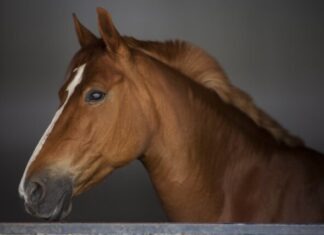 Betting on the Future: How Crypto is Revolutionizing Breeders’ Cup Wagering