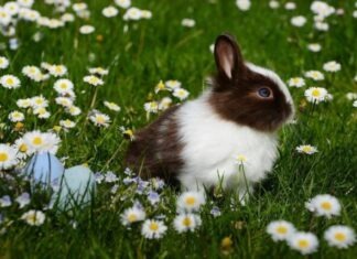 The Story of the Fortune Rabbit: A Tale of Prosperity and Tradition