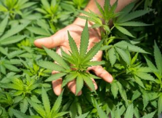 From Field to Flower: The Journey of Sustainable Hemp Cultivation in the UK green plant in persons hand