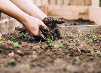 Gardening For A Green Planet: Cultivating Beauty And Sustainability person holding brown and black frog