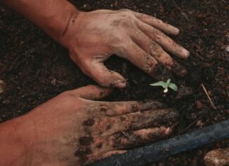 green plant on persons hand