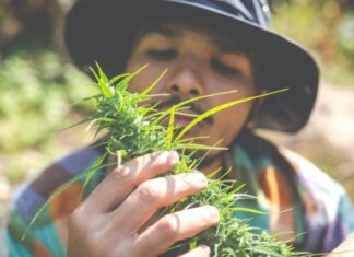 Cannabis Curing 101: A Beginner’s Guide to the Essential Process