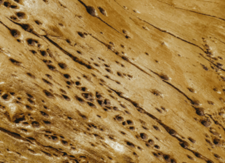 Know Your Enemy: 3 Species of Termites To Watch Out For