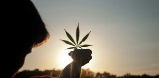 person holding white flower during sunset