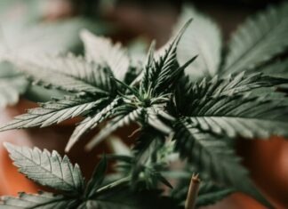 From Seed to Harvest: Understanding the Indica Growing Cycle green pine tree in close up photography