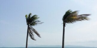 two palm trees blowing in the wind on a beach
