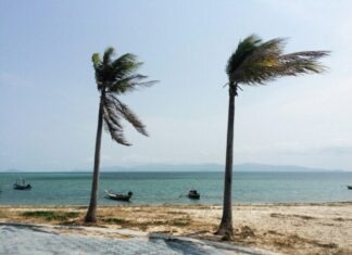 Guide to Finding the Best Generator for Hurricane Season two palm trees blowing in the wind on a beach