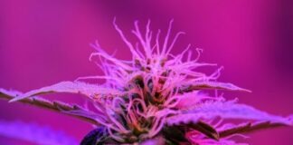 purple flower in macro lens
