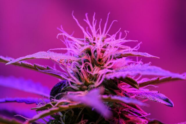 Photo by Daniel Norin purple flower in macro lens