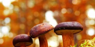selective focus photography of fungi